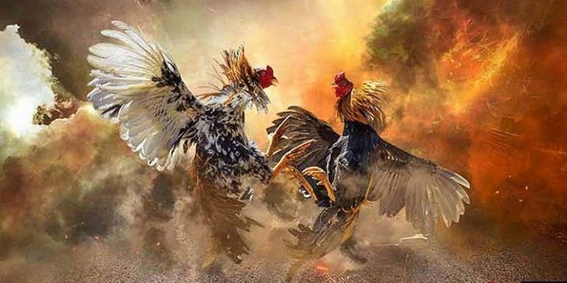 Đá Gà Trực Tiếp Daga666 - Kinh Nghiệm Chơi Game Bất Bại 5 đá gà trực tiếp Daga666